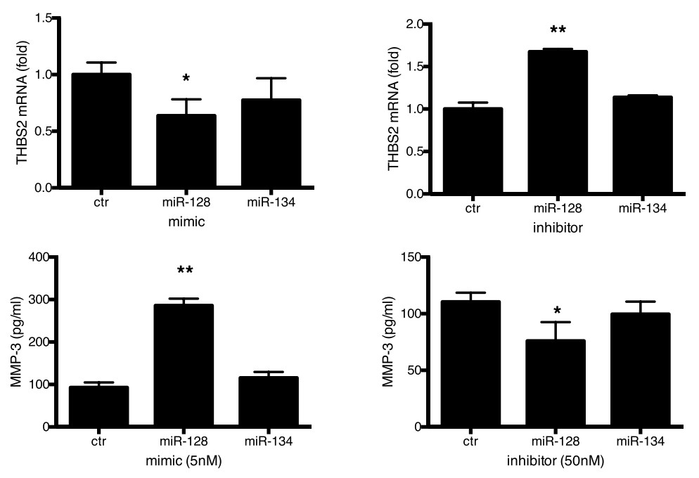 Real-time RT-PCR of THBS2 mRNA expression level and ELISA of MMP-3 levels.jpg